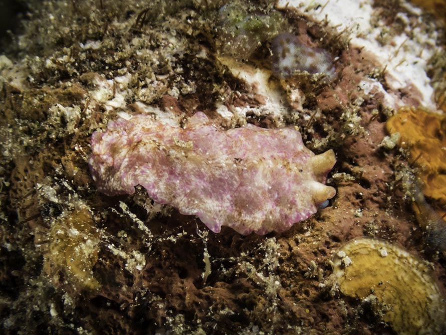 Phrikoceros fritillus